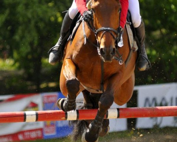 jumper Bocelli van Paemel (Belgian Warmblood, 2001, from Sheyenne de Baugy)