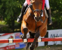 jumper Bocelli van Paemel (Belgian Warmblood, 2001, from Sheyenne de Baugy)