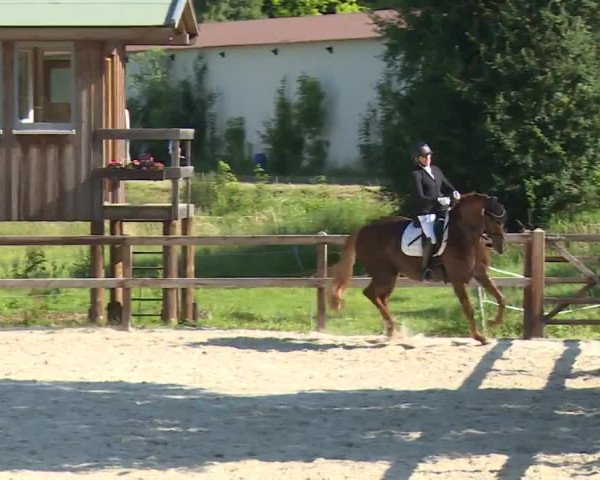 Reitturnier Birkenreuth/Ofr. 2020