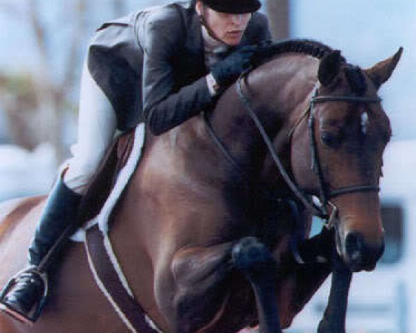 Pferd Savant (Hannoveraner, 1994, von Sandro) Pferd Savant (Hannoveraner, 1994, von Sandro)