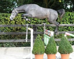 stallion Frederico van Paemel (Belgian Warmblood, 2005, from Cicero Z van Paemel)