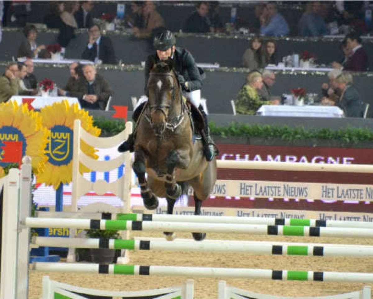 stallion Esperanto van Paemel (Belgian Warmblood, 2004, from Nonstop)