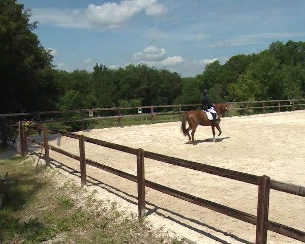 Reitturnier Birkenreuth/Ofr. 2020