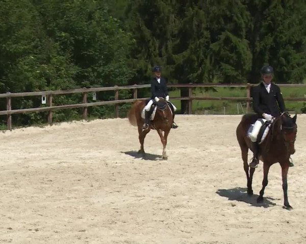 Reitturnier Birkenreuth/Ofr. 2020