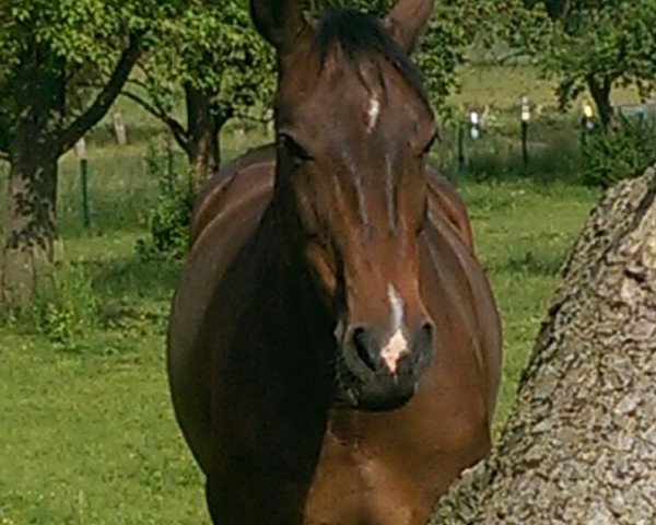 jumper Chiara 236 (Hanoverian, 2003, from Charming 8)