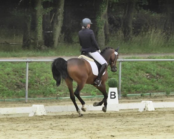 Reitturnier Reitanlage Birkenhof, Perl-Sinz 2020