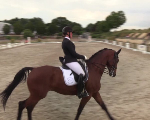 Reitturnier Schülp / Rendsburg 2020