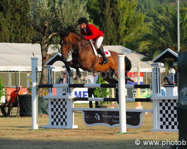 jumper Wilco B (KWPN (Royal Dutch Sporthorse), 2003, from Nassau)
