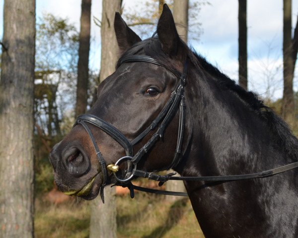 dressage horse Henrietta 4 (Hanoverian, 2008, from Herzensdieb)