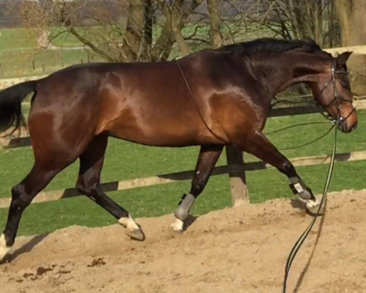 Caballo de salto Facetime (Westfaliano, 2010, de Filius Bedo)