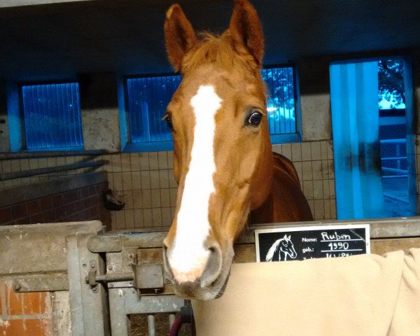 horse Pat Cash 9 (Westphalian, 1999, from Perrier)