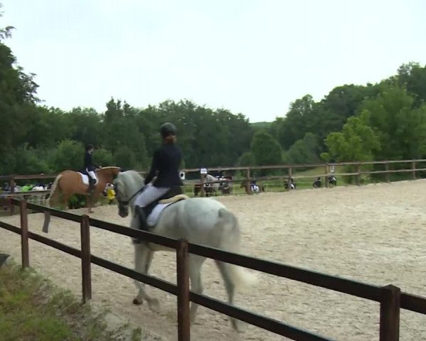 Reitturnier Birkenreuth/Ofr. 2020