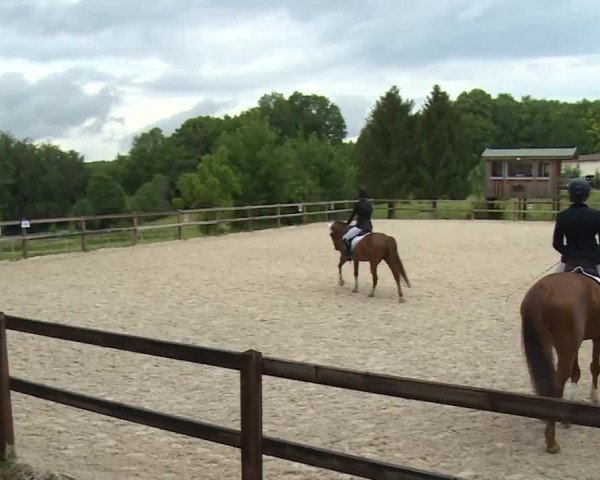 Reitturnier Birkenreuth/Ofr. 2020