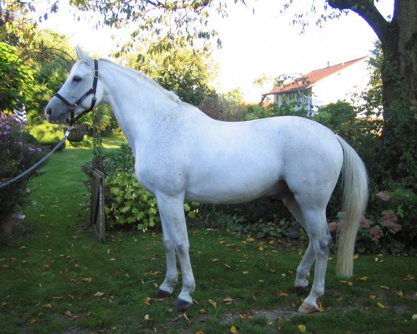 Pferd Capriati 6 (Bayer, 2001, von Carlando I) Pferd Capriati 6 (Bayer, 2001, von Carlando I)