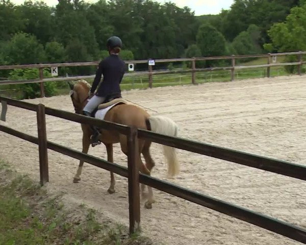 Reitturnier Birkenreuth/Ofr. 2020