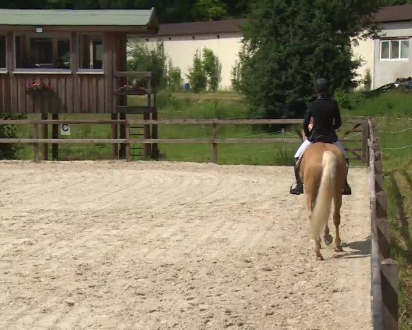 Reitturnier Birkenreuth/Ofr. 2020