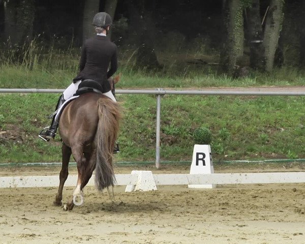 Reitturnier Reitanlage Birkenhof, Perl-Sinz 2020