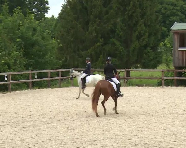 Reitturnier Birkenreuth/Ofr. 2020