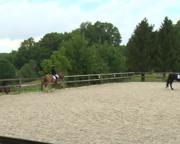 Reitturnier Birkenreuth/Ofr. 2020