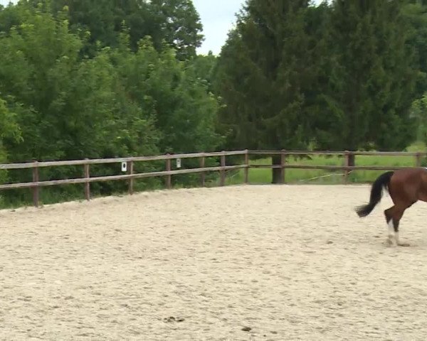 Reitturnier Birkenreuth/Ofr. 2020