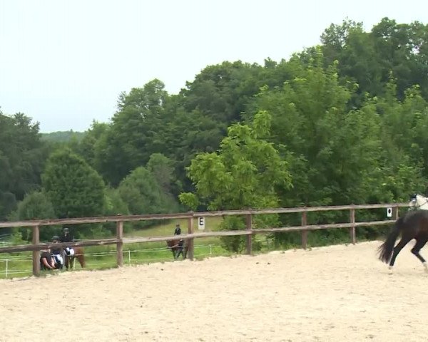 Reitturnier Birkenreuth/Ofr. 2020