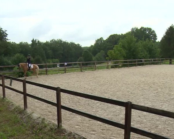 Reitturnier Birkenreuth/Ofr. 2020