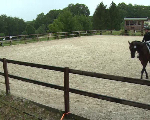Reitturnier Birkenreuth/Ofr. 2020
