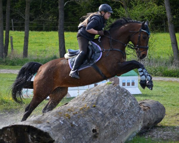 horse Bolera (Hanoverian, 1998, from Beltain)