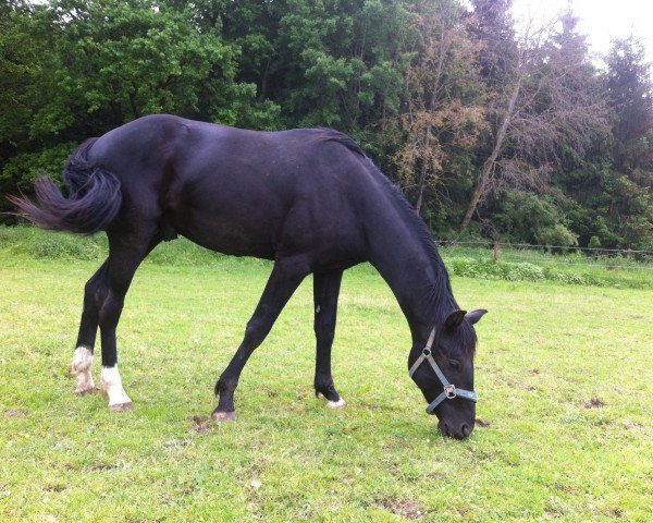 dressage horse Unique Noir (Bavarian, 2013, from Un Amore)
