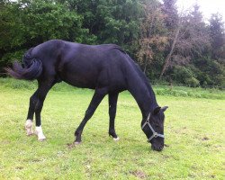 dressage horse Unique Noir (Bavarian, 2013, from Un Amore)