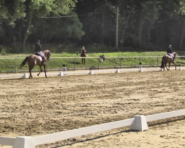 Reitturnier Reitanlage Birkenhof, Perl-Sinz 2020