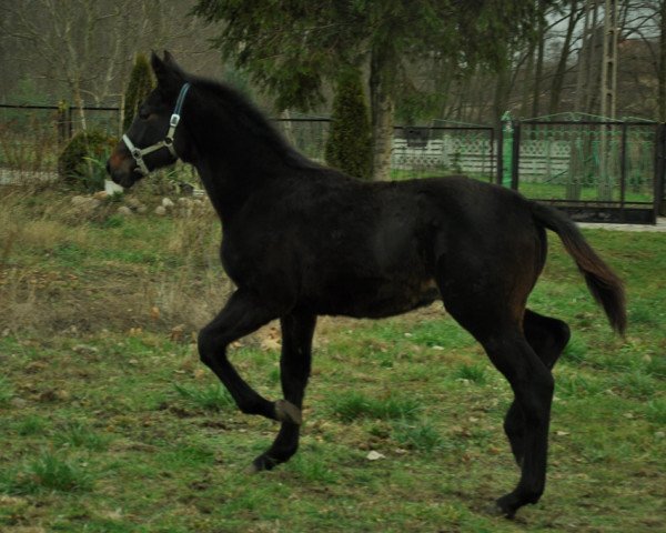 stallion Lamirado (Oldenburg show jumper,  , from Ramirado)