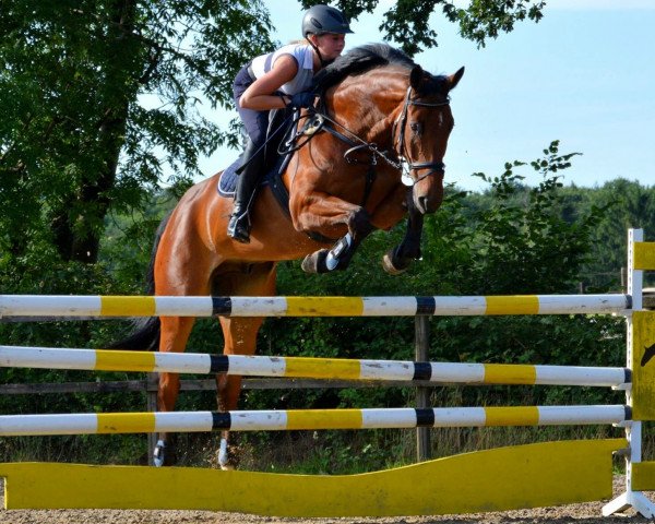 jumper Chacco Choupa Lou (Hanoverian, 2007, from Chacco-Blue)