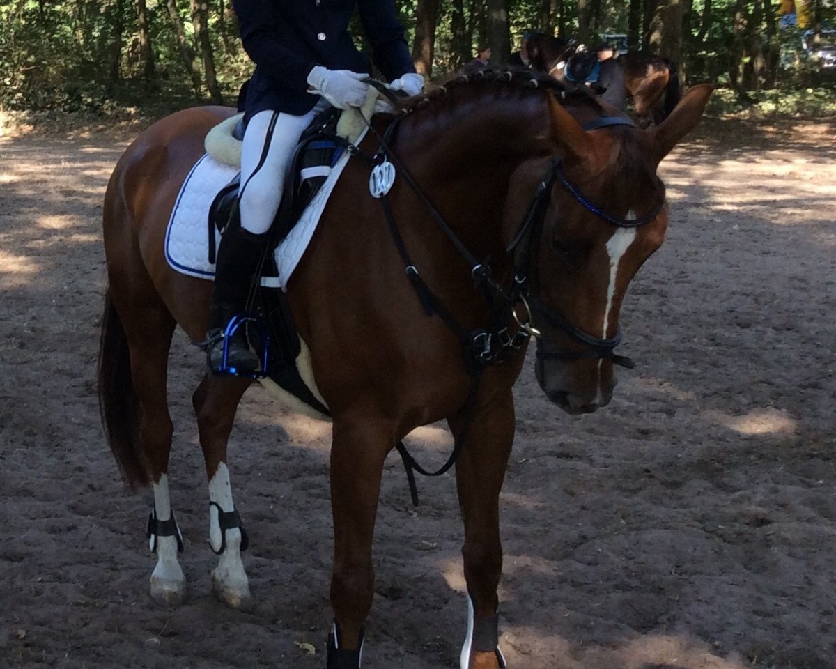 Zuchtstute Davina (Deutsches Sportpferd, 2004, von Gingerino)