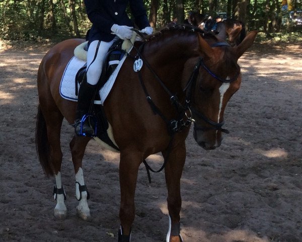 Zuchtstute Davina (Deutsches Sportpferd, 2004, von Gingerino)