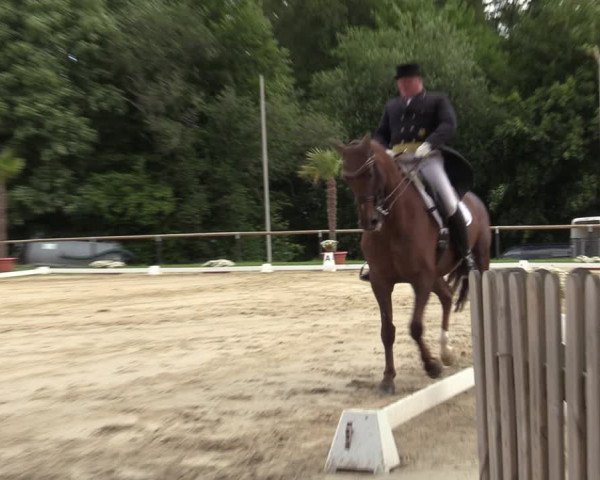 Reitturnier Halver 2020