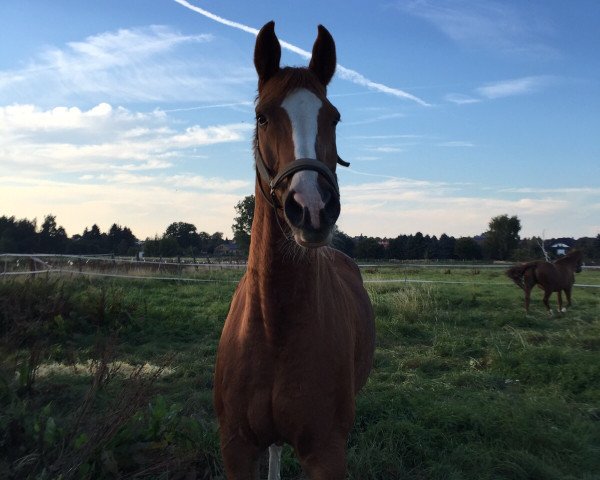 horse Crazy sweet body (German Warmblood, 2001, from Crazy true Colour)