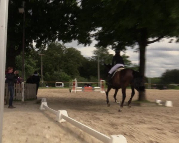 Reitturnier Halver 2020