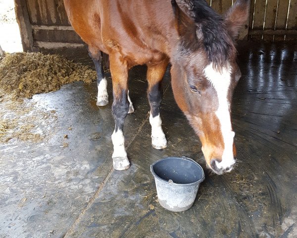 broodmare Paula (Oldenburg, 1994, from Prinzregent)
