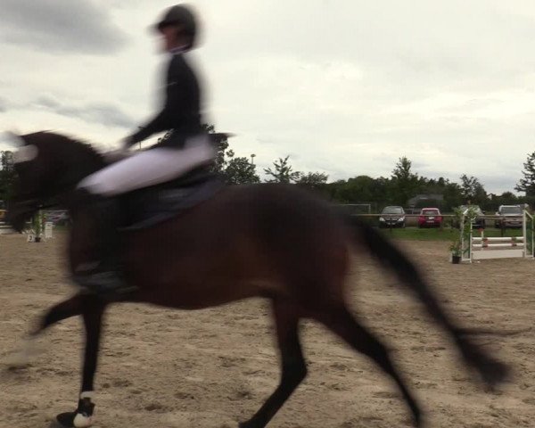 Reitturnier Halver 2020
