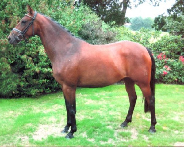 broodmare Fiala (Oldenburg, 2002, from Quando-Quando)