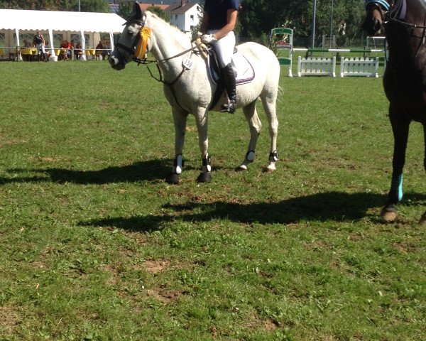 jumper Magic Merlin 11 (Pony without race description, 1998, from Poldy)