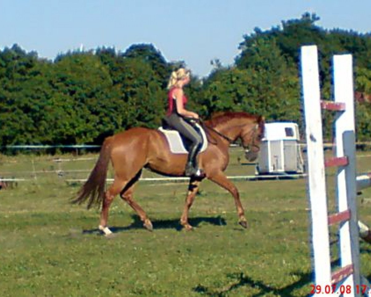 Zuchtstute Indira H (Brandenburger, 2003, von Intermezzo 36)