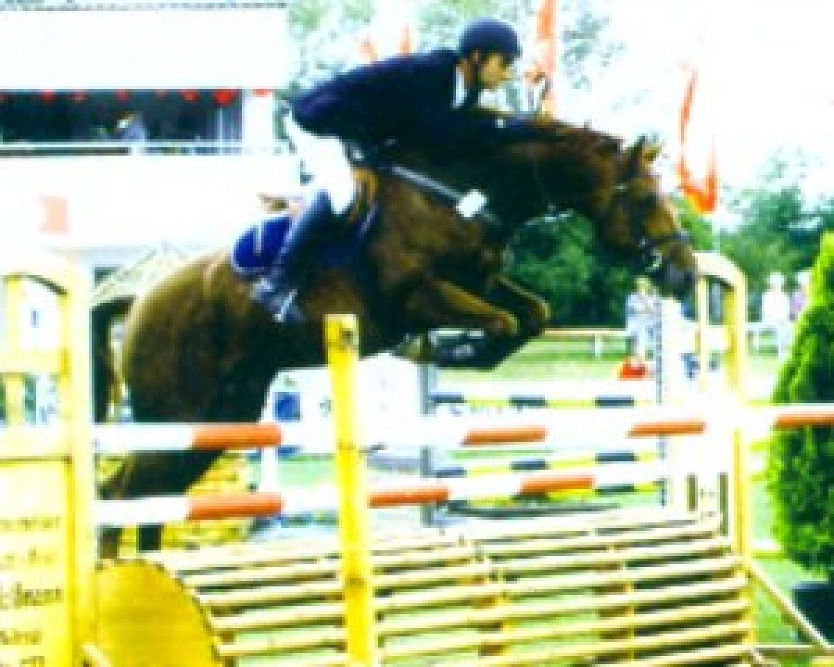Deckhengst Intermezzo 36 (KWPN (Niederländisches Warmblut), 1995, von Indorado)
