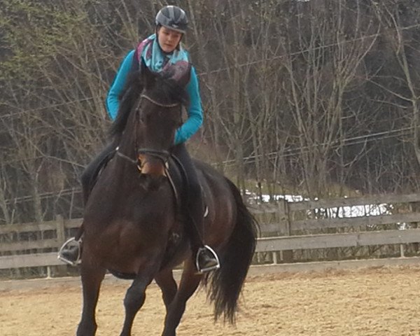 horse Festina 29 (Bavarian, 2006, from Grafenstolz)