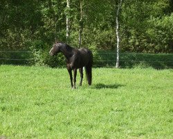 jumper What A Looker (Paint Horse, 2007, from Whata Luck)