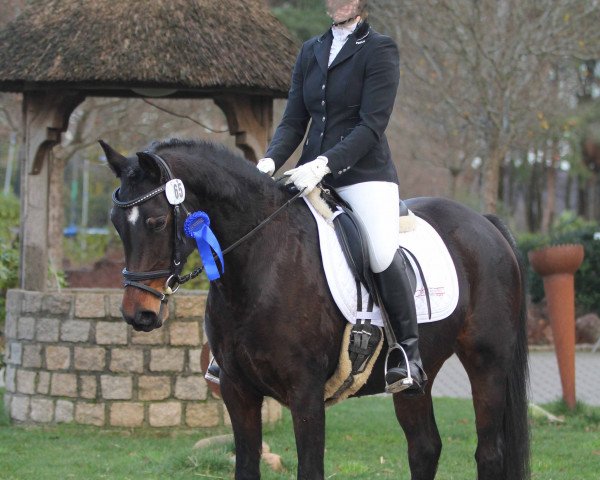 broodmare Melli's Jashira Mandu (German Riding Pony, 2008, from Sheik Mandu 1996 ox)