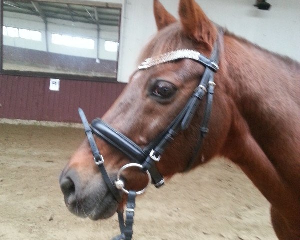 dressage horse Heyman 4 (German Riding Pony, 1996, from Halenkino)