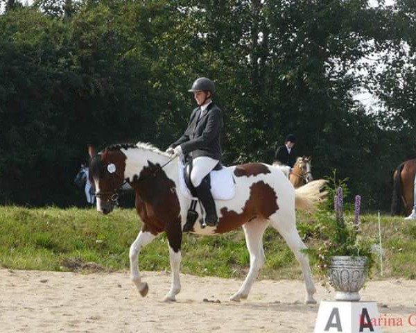 broodmare Cindy 863 (unknown, 2002, from Ivent) broodmare Cindy 863 (unknown, 2002, from Ivent)