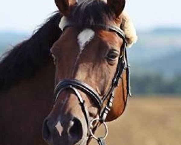broodmare Quidam's Girl (Oldenburg, 2004, from Quidam's Rubin)
